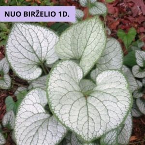 Brunera (Brunera macrophylla) &#039;Silver Heart&#039;